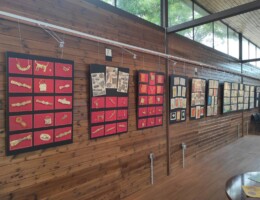 ekdilwsi-mikrasiatikos-politismos-4 ekdilwsi-mikrasiatikos-politismos-4